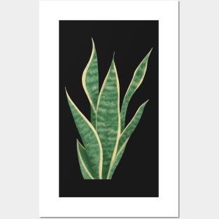 Snake Plant Sansevieria Dracaena House Plant Painting Trifasciata Posters and Art